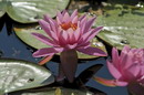 Nymphaea Capensis